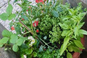 Con “A lezione dall’orto” iSchool Bergamo assegna agli studenti un “orto da balcone” per le vacanze