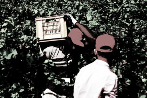 Ancora caporalato tra i vigneti delle Langhe, ancora stranieri che sfruttano altri stranieri