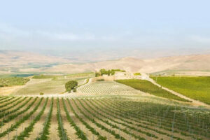 In Sicilia è già vendemmia. E Coldiretti presenta l’analisi “sulla situazione del Vigneto Italia”