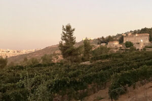 Le difficoltà di vivere di vino in mezzo alla guerra: Cremisan, tra Israele e Palestina