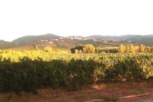 More investment in Bolgheri: Agricole Gussalli Beretta gets majority stake from Fabio Motta