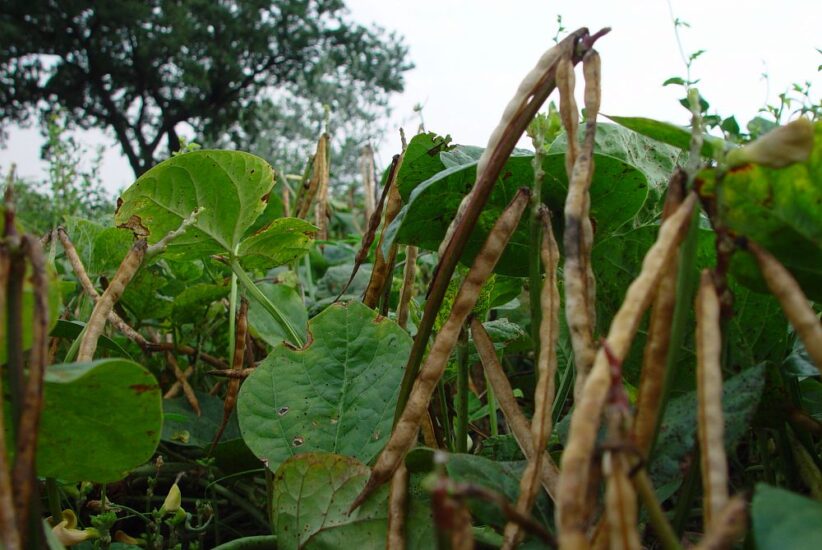 Fagiolina del Trasimeno Presidio Slow Food (ph: Alberto Peroli)