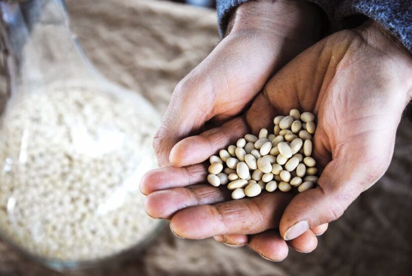 Fagiolo Zolfino Presidio Slow Food (ph: Giuseppe Fassino)