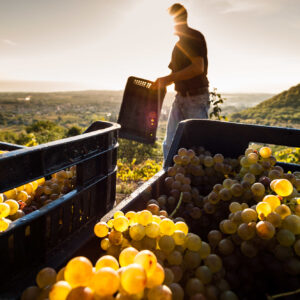 Sicilia, la siccità non spaventa: vendemmia 2024 al via con uve sane e di qualità