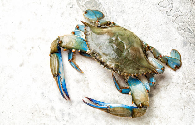 CALDO, CONFCOOPERATIVE TOSCANA, DELTA DEL PO, GRANCHIO BLU, ORBETELLO, PESCA, PESCE, Non Solo Vino