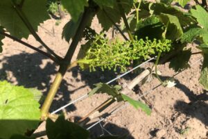 Gelate da record in Germania con perdite evidenti per le aziende: la vendemmia 2024 è in pericolo