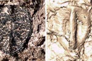 L’uva non esisterebbe se i dinosauri non si fossero estinti: parola di uno studio americano