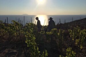 Bottled stories of wines from Italian islands, where “heroic” vineyards plunge into the sea