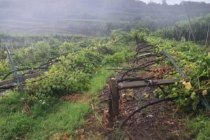 Vigneti, l’Unione Europea proroga di un anno le autorizzazioni di impianto e reimpianto