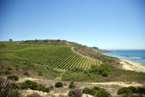 Harvest 2024 already underway: the first bunches of grapes will fall tomorrow at Settesoli