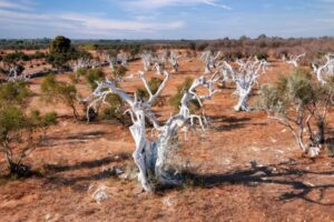 Cia-Agricoltori Italiani: “serve un Commissario straordinario nazionale per la Xylella, con urgenza”