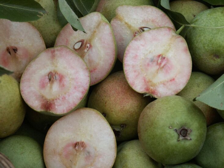 La Pera Cocomerina Presidio Slow Food