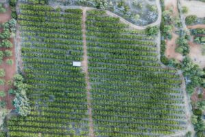 Il gap di competenze digitali frena la svolta ecologico-energetica dell’agroalimentare italiano