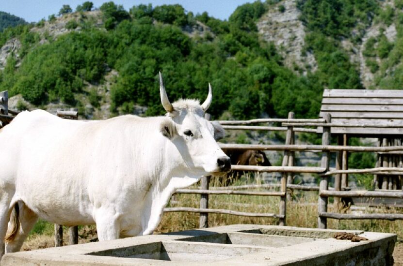 Razza Bovina Romagnola Presidio Slow Food