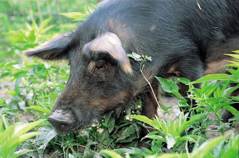 Razza Suina Mora Romagnola Presidio Slow Food (ph: Fabio Liverani)