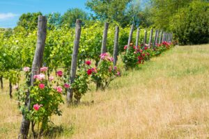 La curiosità nel vigneto: perché si vedono spesso piante di rose in testa ai filari?
