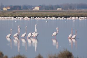 Le Saline di Cervia riaprono dopo l’alluvione 2023, e Slow Food ripercorre la Strada del Sale