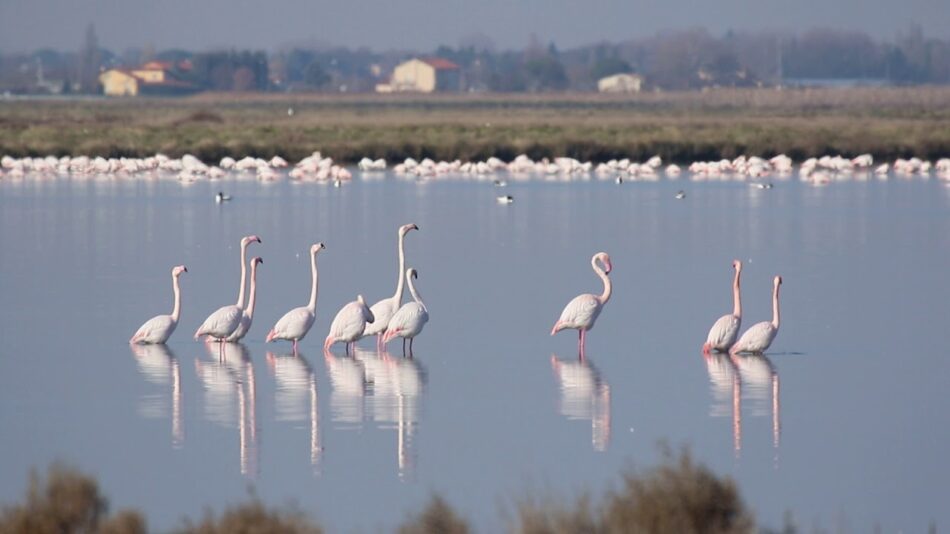 Le Saline di Cervia Presidio Slow Food 