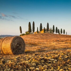 Con 3,6 miliardi di euro di produzione agricola e 42.000 imprese vola la Toscana dell’agroalimentare