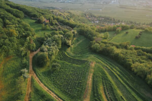 “Valpantena & Friends Network” is born, to promote the “other Valpolicella” outside the territory