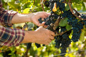 Vendemmia 2024 in Europa: giù Francia (-18%), Germania (-2%) e Portogallo (-8%), su la Spagna (+20%)