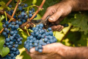 Harvest 2024, Coldiretti: “8% increase in harvest, but bad weather and droughts weigh”