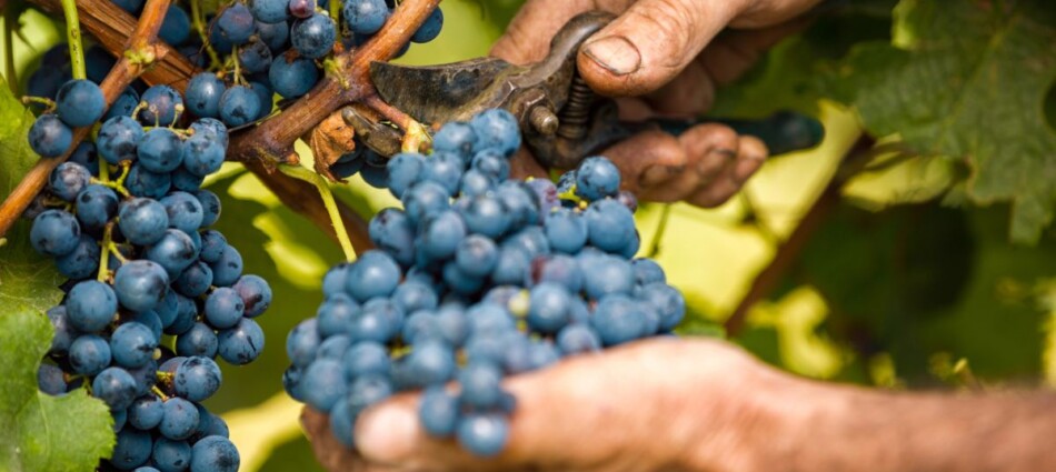 Fighting illegal employment, alert rises: more controls and new tools. The grape harvest a test case