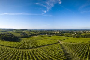 Tra piogge, muffa ed espianti, si va verso una vendemmia scarsa a Bordeaux. Con prezzi in risalita