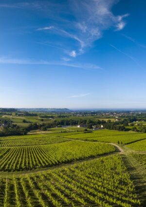 Francia, anche i big risentono delle difficoltà del vino: i vigneti di Bordeaux perdono valore