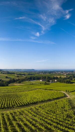 Francia, anche i big risentono delle difficoltà del vino: i vigneti di Bordeaux perdono valore