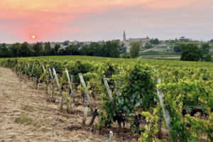 Bordeaux, più controlli e multe per i vigneti in abbandono, con il rischio di malattie