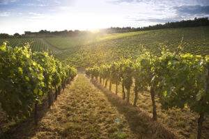 Organic, usable agricultural area grows in Italy, but vineyards decline