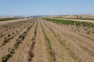 La siccità pesa sulla vendemmia in Sicilia: uve sane, ma perdite anche fino al 70% in alcune aree