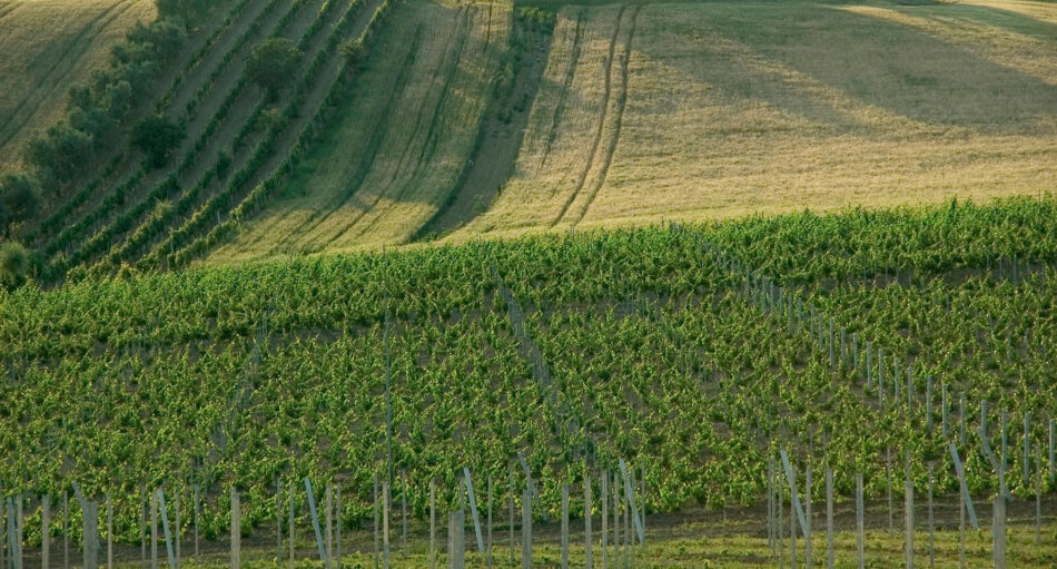 I vigneti di Villa Bucci