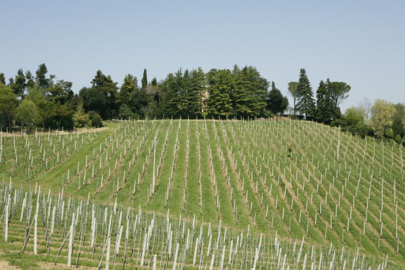 I vigneti di Villabucci