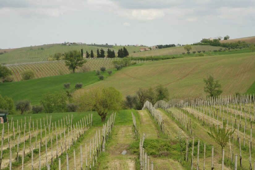 I vigneti di Villabucci