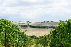 I Quaderni di WineNews - Il Verdicchio delle Marche