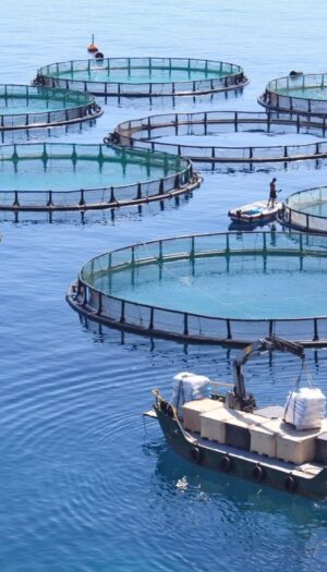 Coldiretti lancia le Consulte per rafforzare il futuro di pesca e acquacoltura italiane