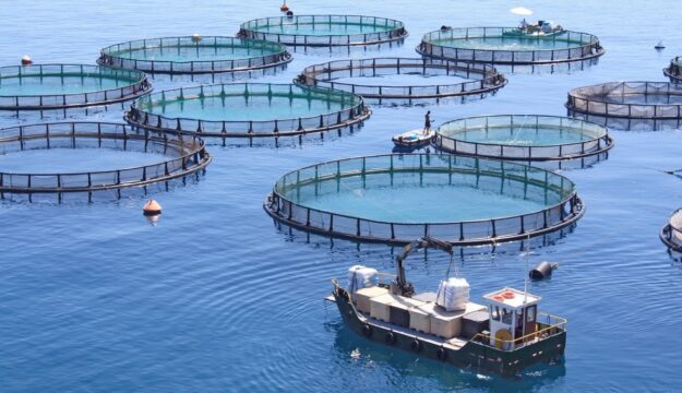 Coldiretti lancia le Consulte per rafforzare il futuro di pesca e acquacoltura italiane