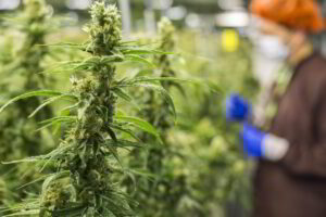 Il Governo prepara la stretta sulla cannabis light nel Ddl Sicurezza: proteste dagli agricoltori