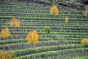 Una nuova “alleanza” tra alberi e vite contro il cambiamento climatico e per la biodiversità