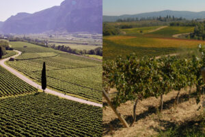 Between harvest and market, the state of the art in Italy’s largest “still” denominations