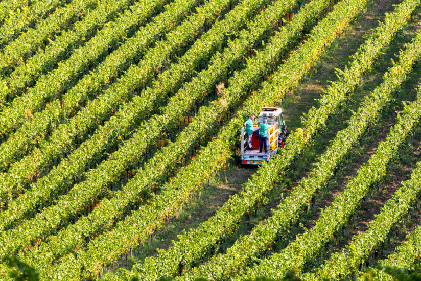 La vendemmia d’Italia prende forma. Al via anche la Franciacorta