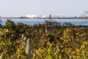 Marsala, dove è nato l’export del vino d’Italia e di Sicilia, vuole scrivere un nuovo futuro