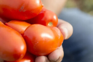 Al via la raccolta del pomodoro made in Italy, tra le incognite dovute a maltempo e siccità