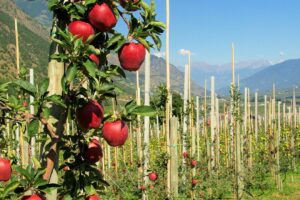 Al via la raccolta delle mele italiane: produzione 2024 stimata di 2,1 miliardi di kg, in calo