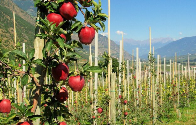 CAMBIAMENTO CLIMATICO, Coldiretti, EMILIA ROMAGNA, MELE, PIEMONTE, PRODUZIONE, RACCOLTO, TRENTINO ALTO ADIGE, VENETO, Non Solo Vino