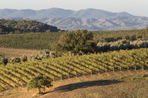 Sustainability, hospitality, exports and Sangiovese: the four “cardinal points” of Montecucco