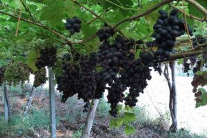 Dalla ricerca di Crea e Consorzio Nuvaut nasce Maula: l’uva da tavola italiana, precoce e senza semi