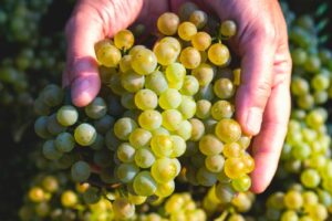 Harvest begins in Franciacorta with positive signs: “complex climate, but interesting quality” Harvest begins in Franciacorta with positive signs: “complex climate, but interesting quality”